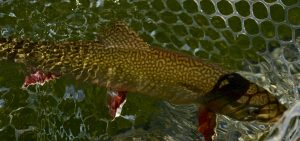 Gold Lake Brook Trout