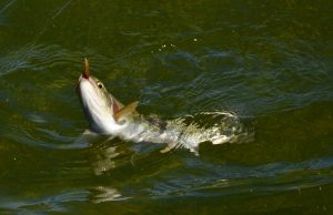 Gold Lake trout