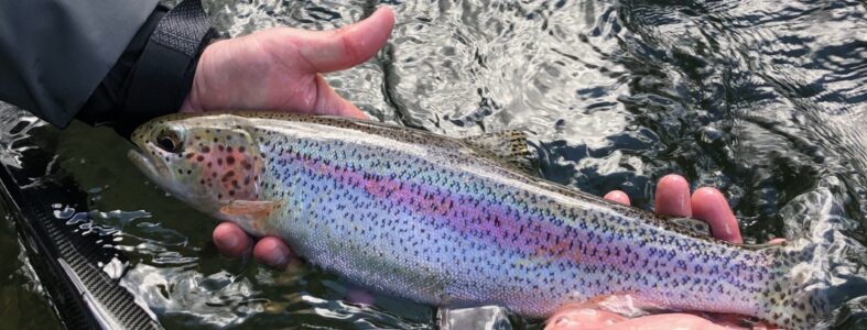 Fishing Report: 6/09/2022 8E184B92-E1B7-4B34-8335-A73733988EFA