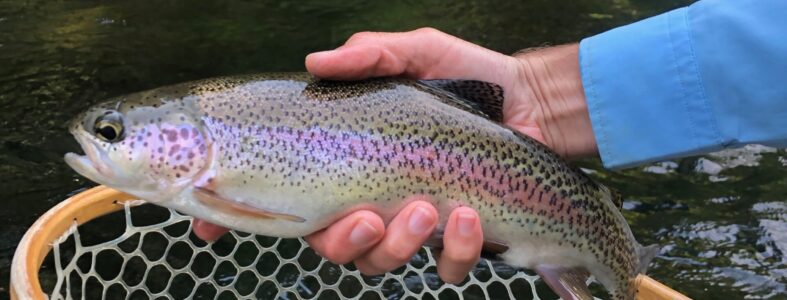 Fishing Report: July 7, 2022 IMG_7887